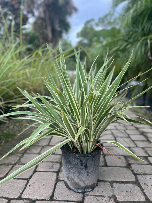 Flax Lily-3gallon CUSTOMER APPRECIATION SALE