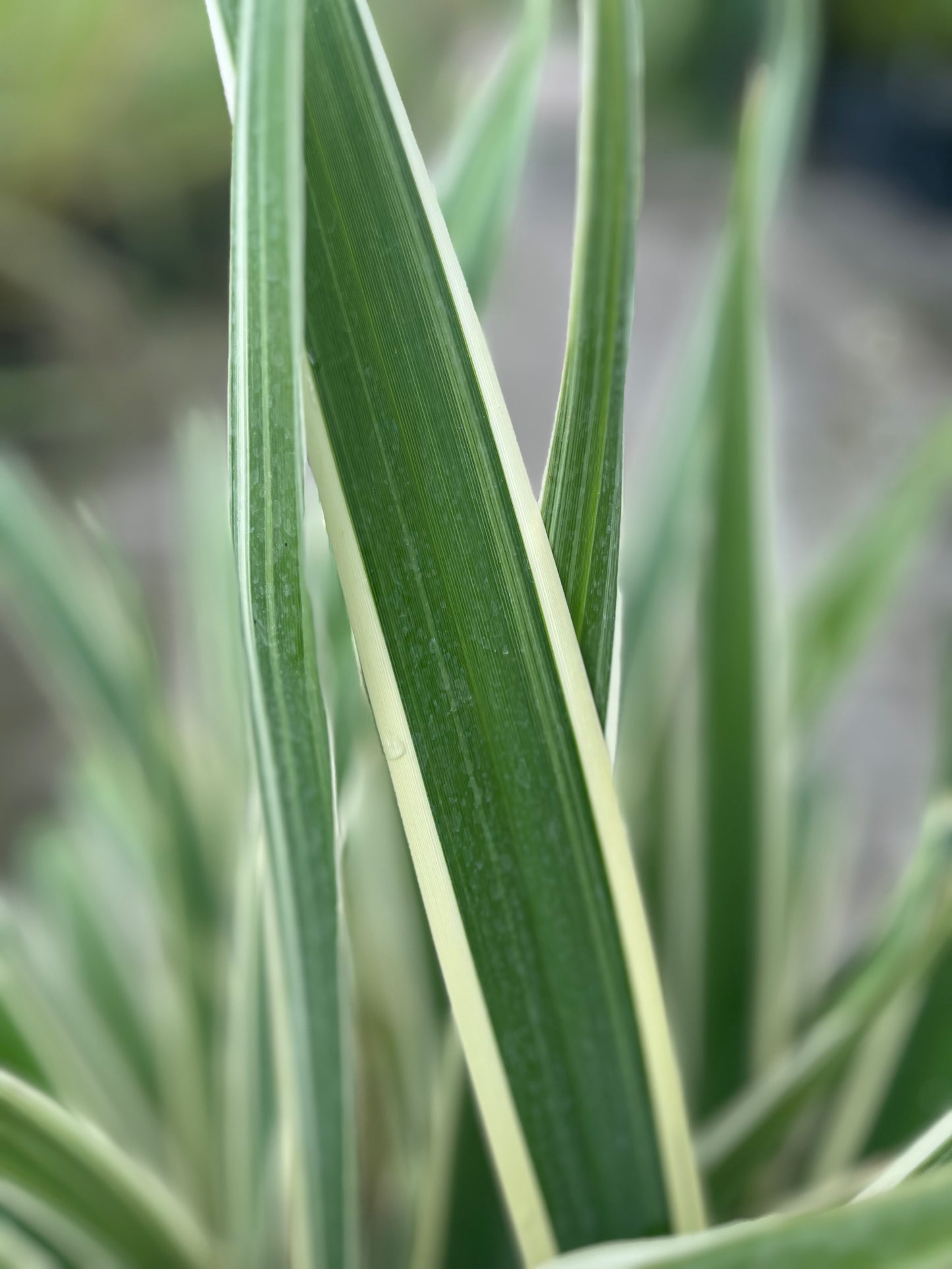 Flax Lily-3gallon LABOR DAY SALE