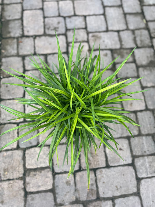 Green Liriope-3gallon CUSTOMER APPRECIATION SALE