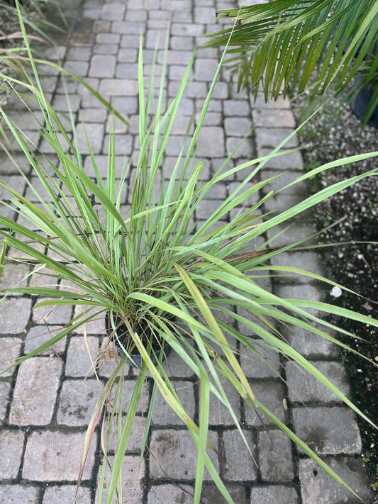 Fakahatchee Grass-3gallon CUSTOMER APPRECIATION SALE