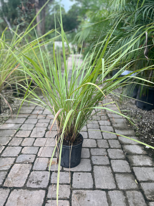 Fakahatchee Grass-3gallon CUSTOMER APPRECIATION SALE
