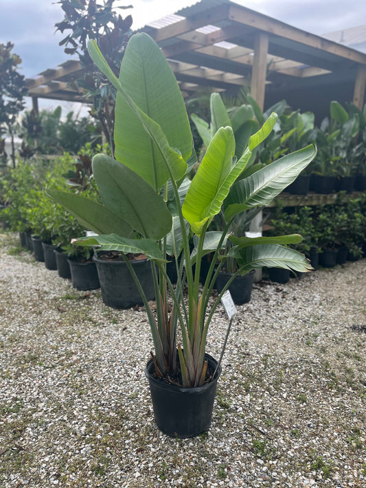 White Bird of Paradise-7gallon CUSTOMER APPRECIATION SALE