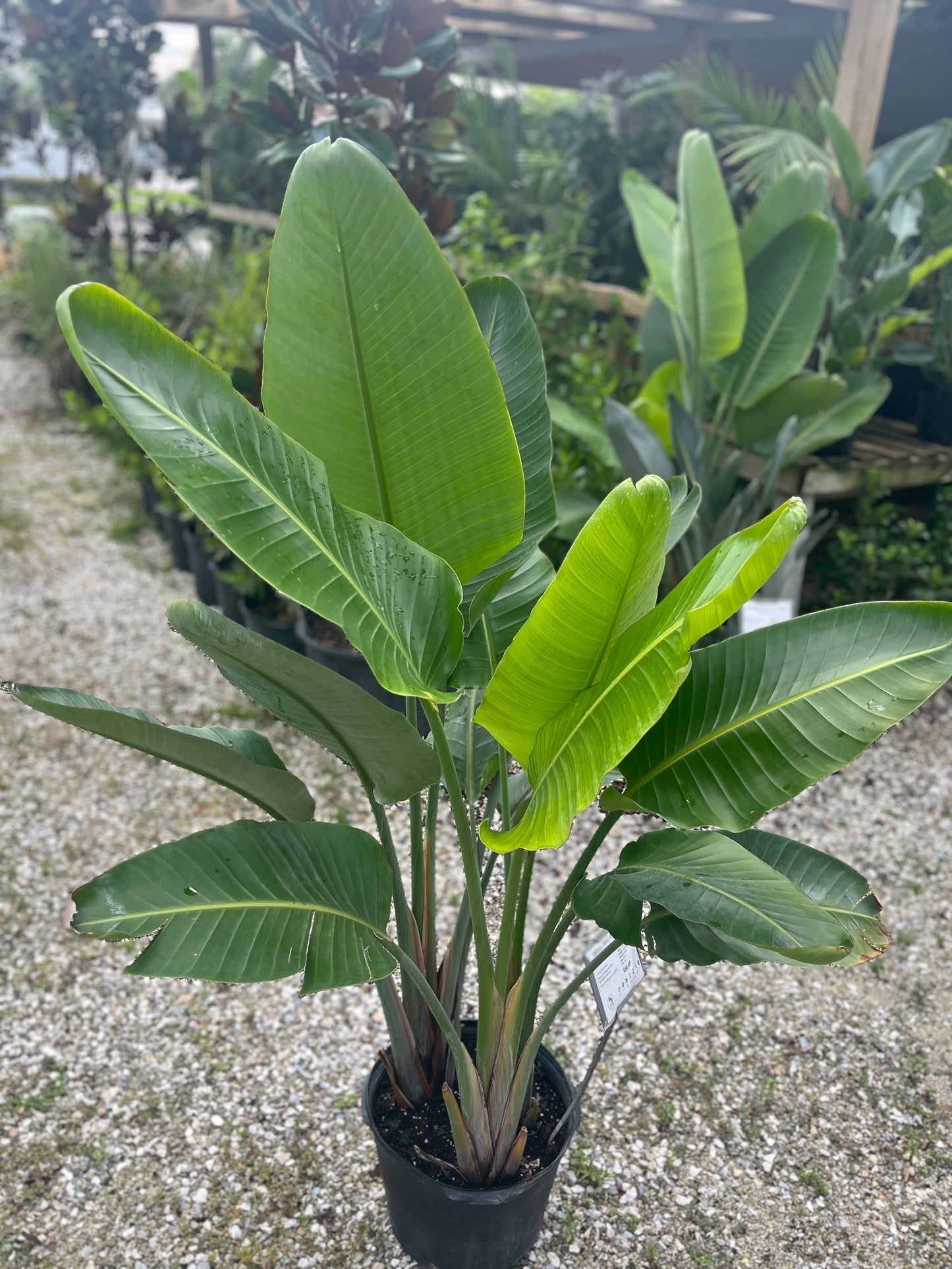 White Bird of Paradise-7gallon CUSTOMER APPRECIATION SALE