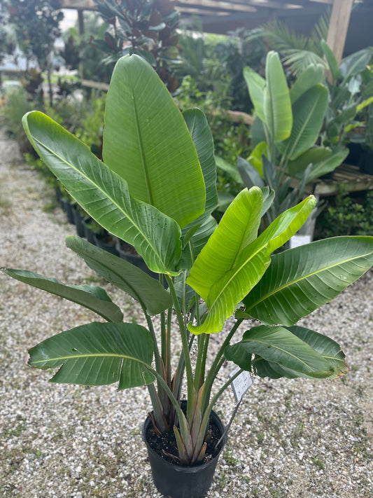 White Bird of Paradise-7gallon CUSTOMER APPRECIATION SALE