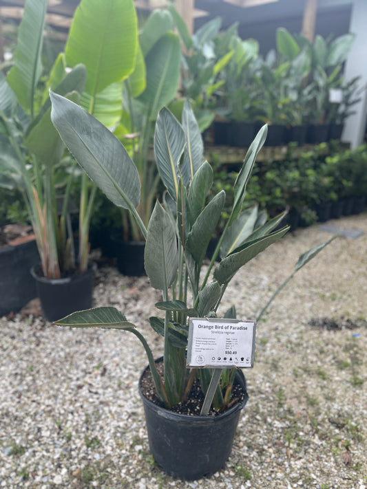 Bird of Paradise-7gallon CUSTOMER APPRECIATION SALE