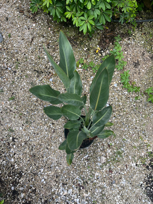 Orange Bird of Paradise-3gallon CUSTOMER APPRECIATION SALE