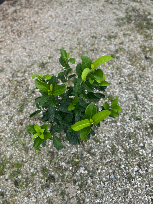 Viburnum Odoratism-3gallon CUSTOMER APPRECIATION SALE