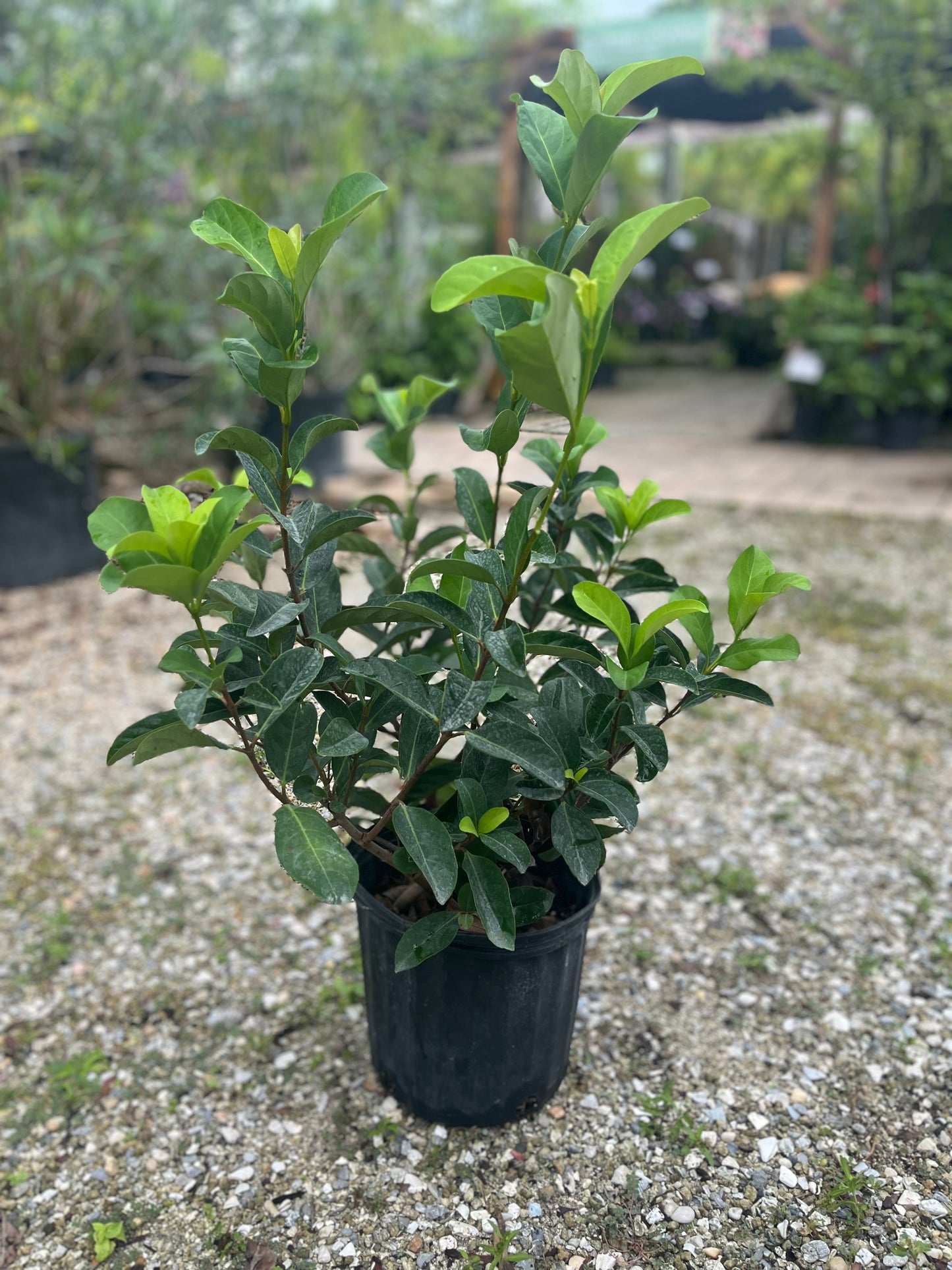 Viburnum Odoratism-3gallon CUSTOMER APPRECIATION SALE