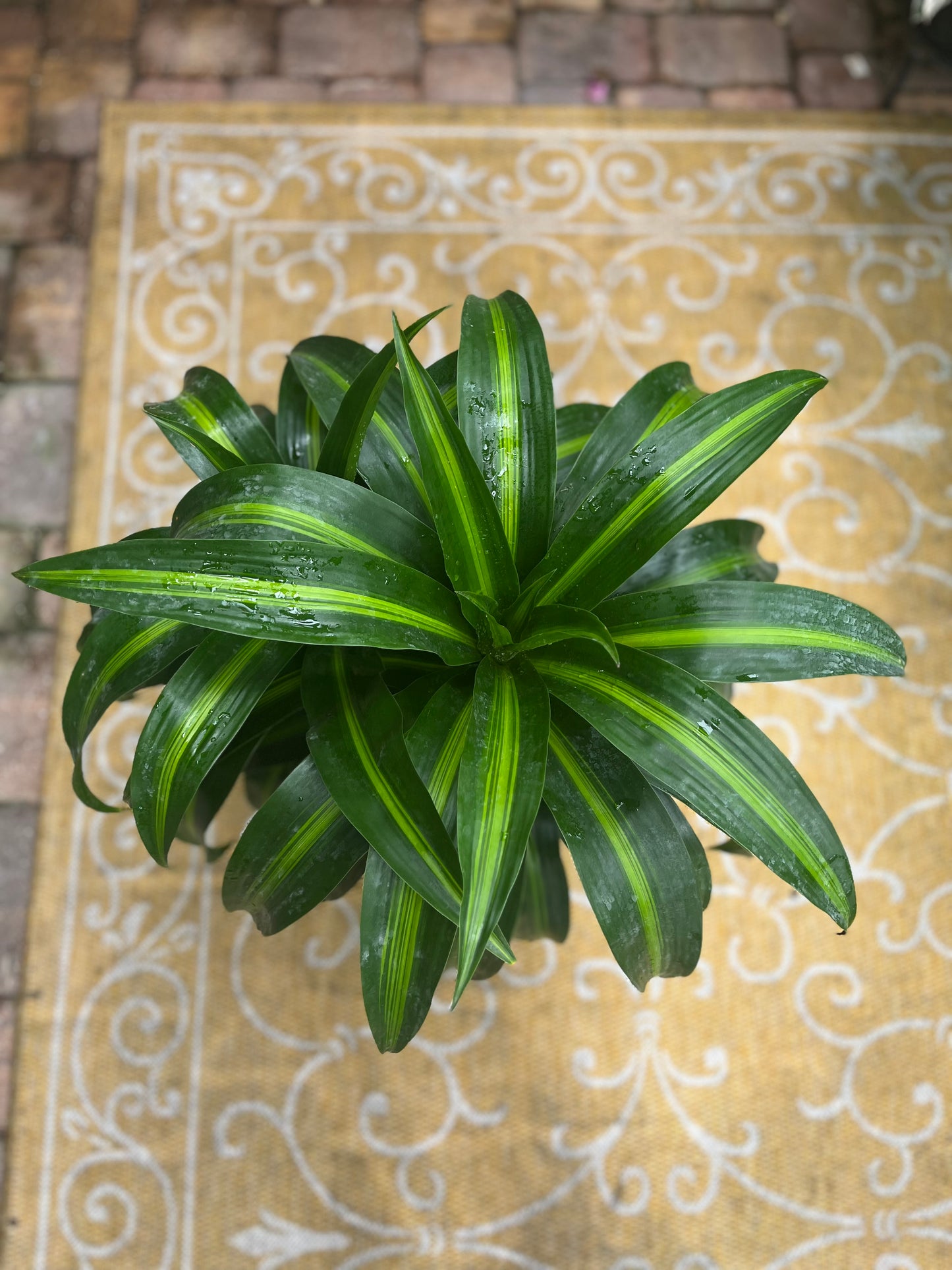 Hawaiian Sunshine Dracaena-3gallon CUSTOMER APPRECIATION SALE