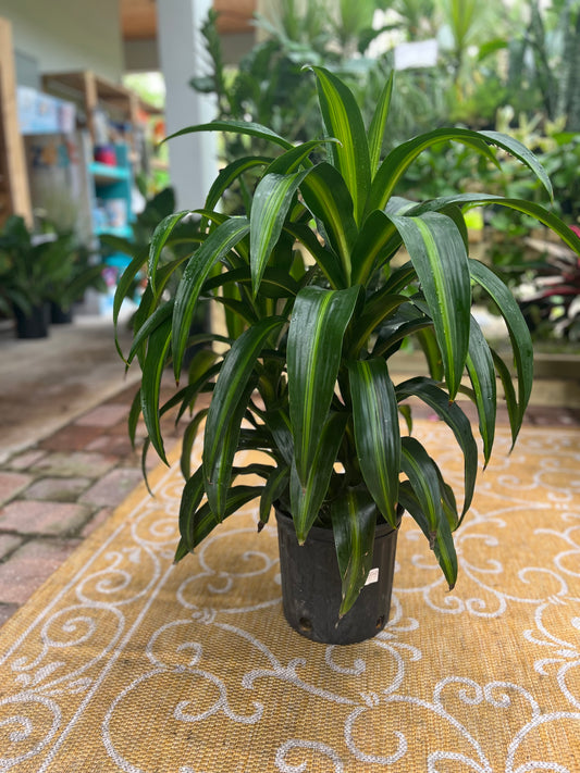 Hawaiian Sunshine Dracaena-3gallon CUSTOMER APPRECIATION SALE