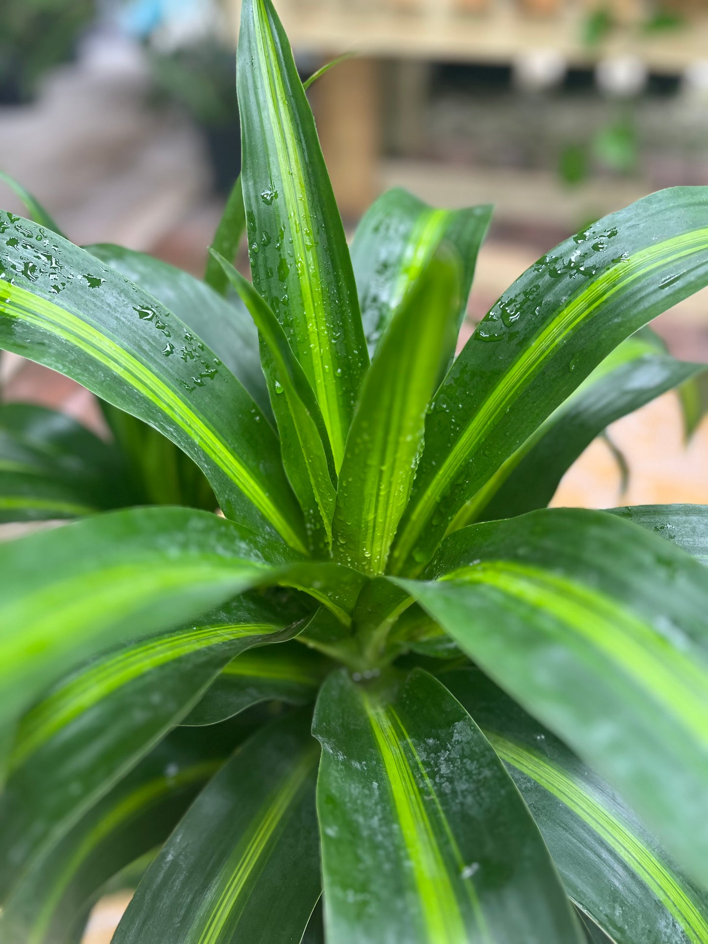 Hawaiian Sunshine Dracaena-3gallon CUSTOMER APPRECIATION SALE