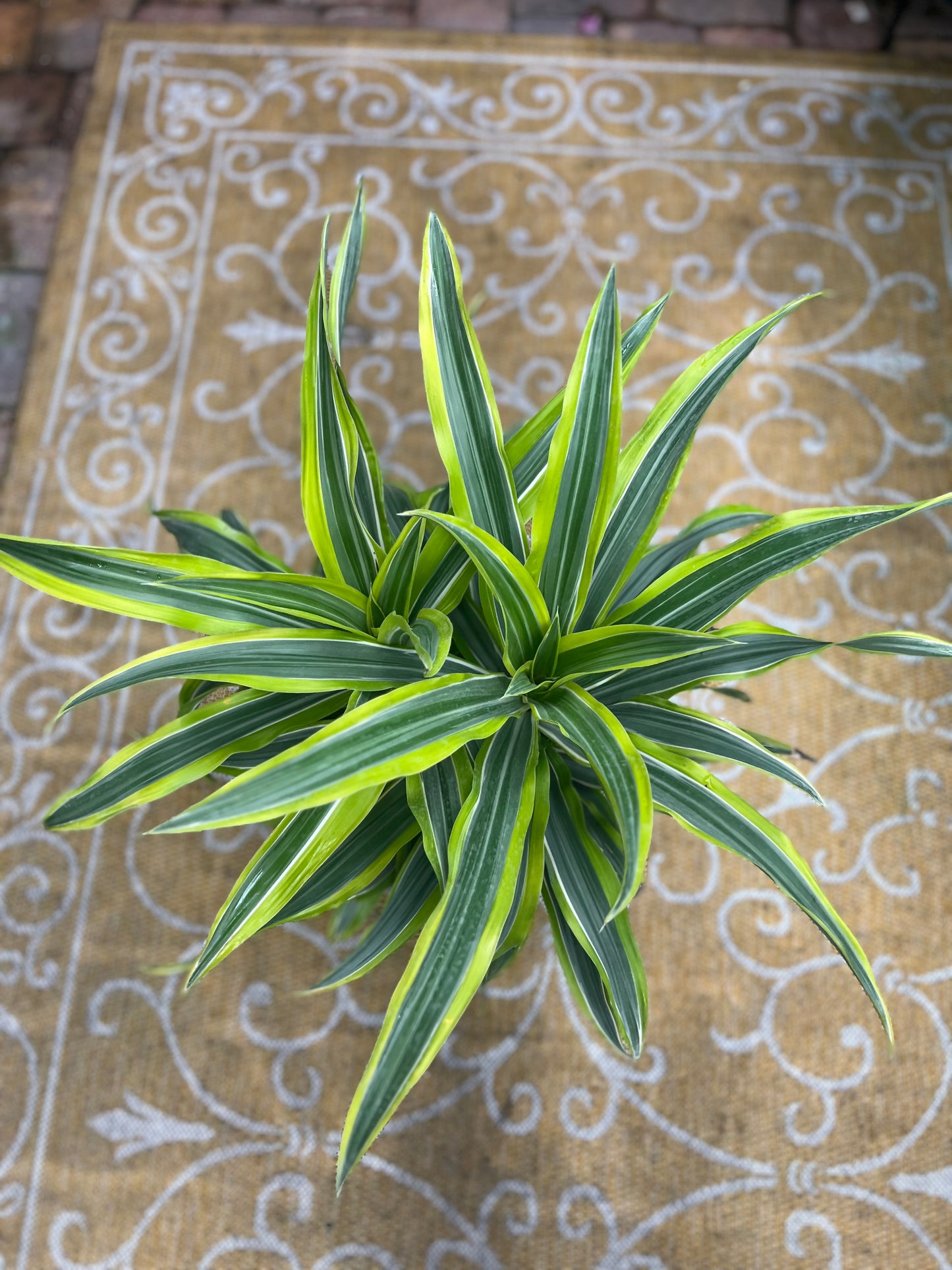 Lemon Lime Dracaena-3gallon CUSTOMER APPRECIATION SALE