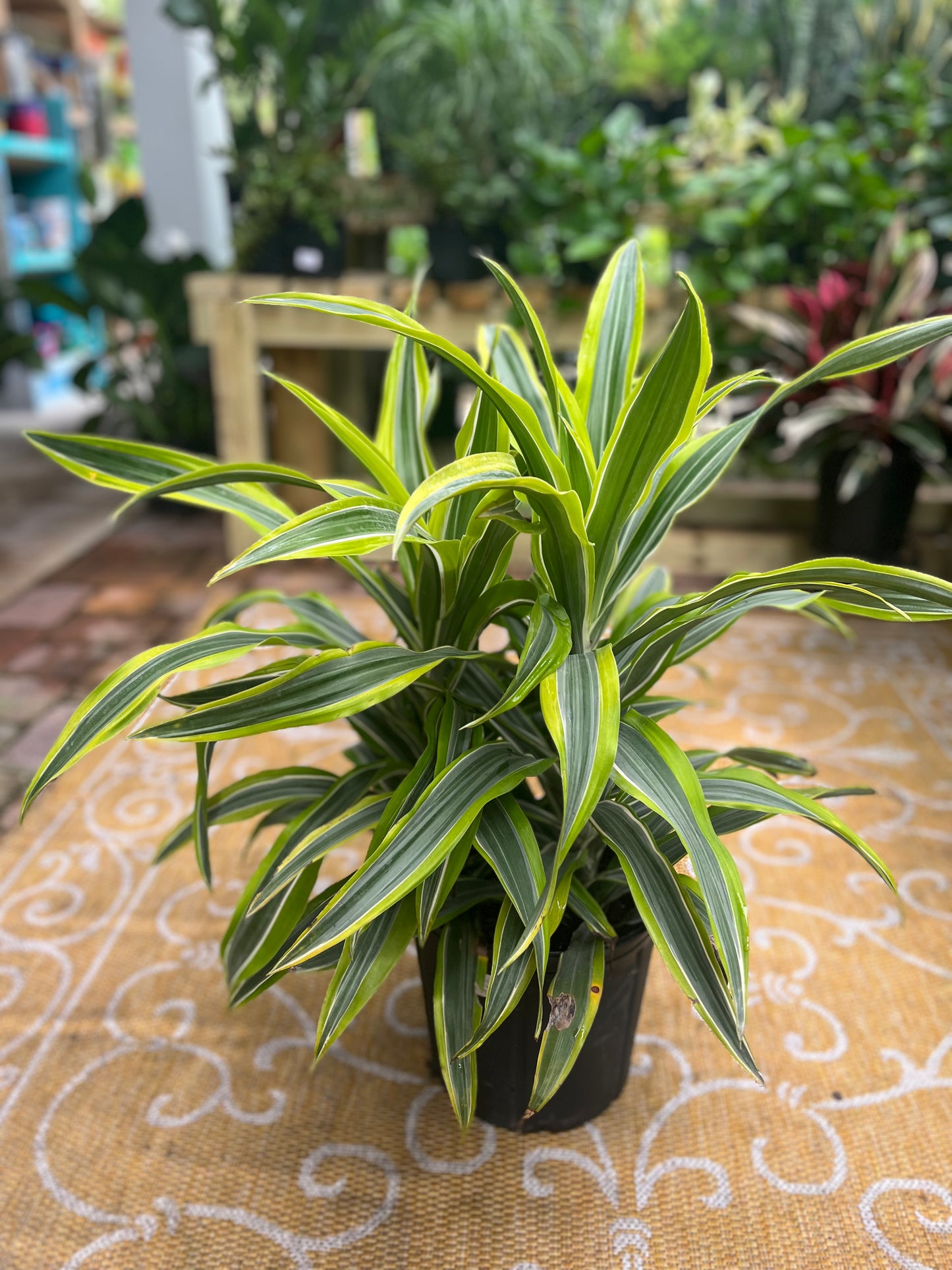 Lemon Lime Dracaena-3gallon CUSTOMER APPRECIATION SALE