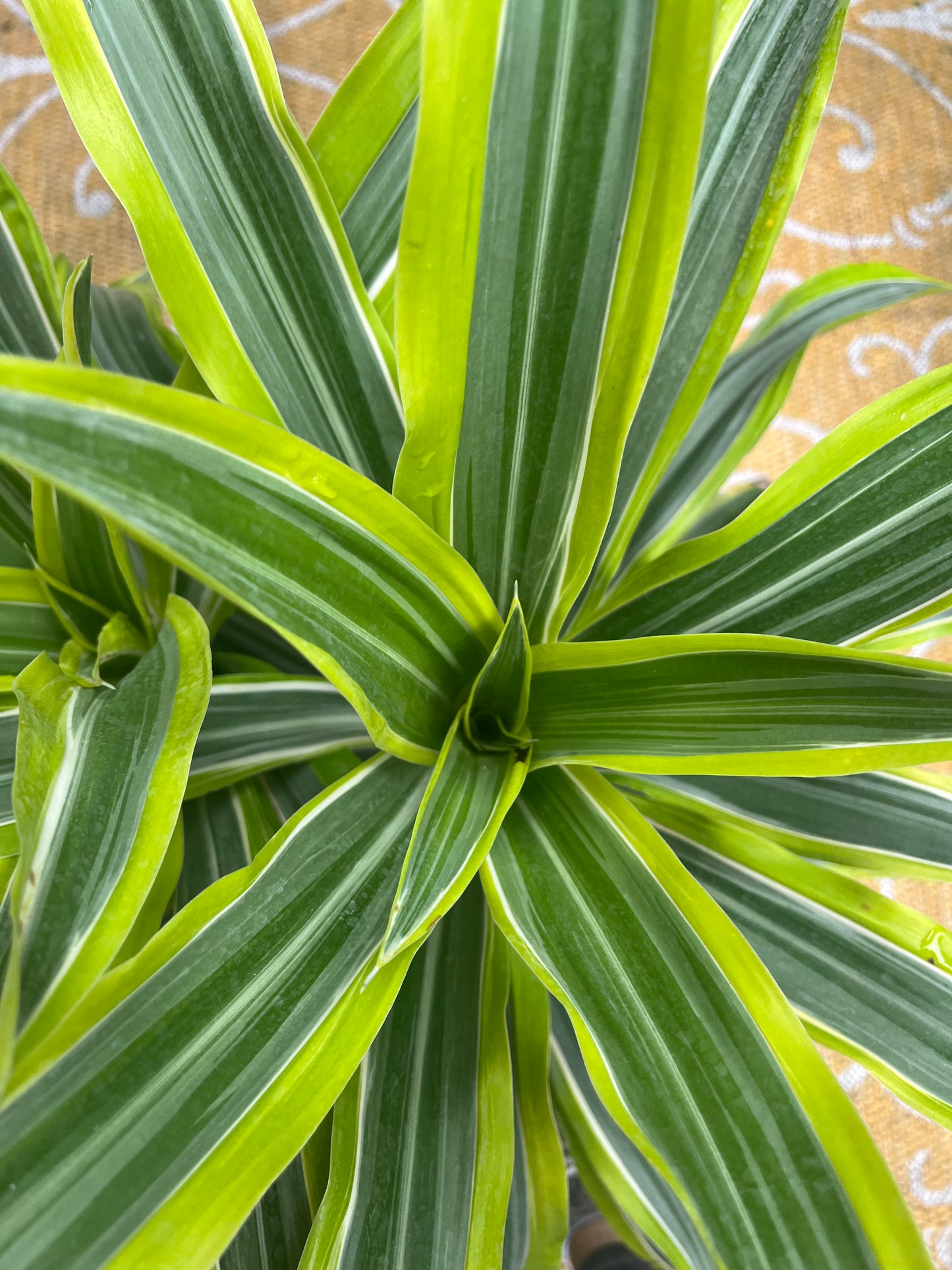 Lemon Lime Dracaena-3gallon CUSTOMER APPRECIATION SALE