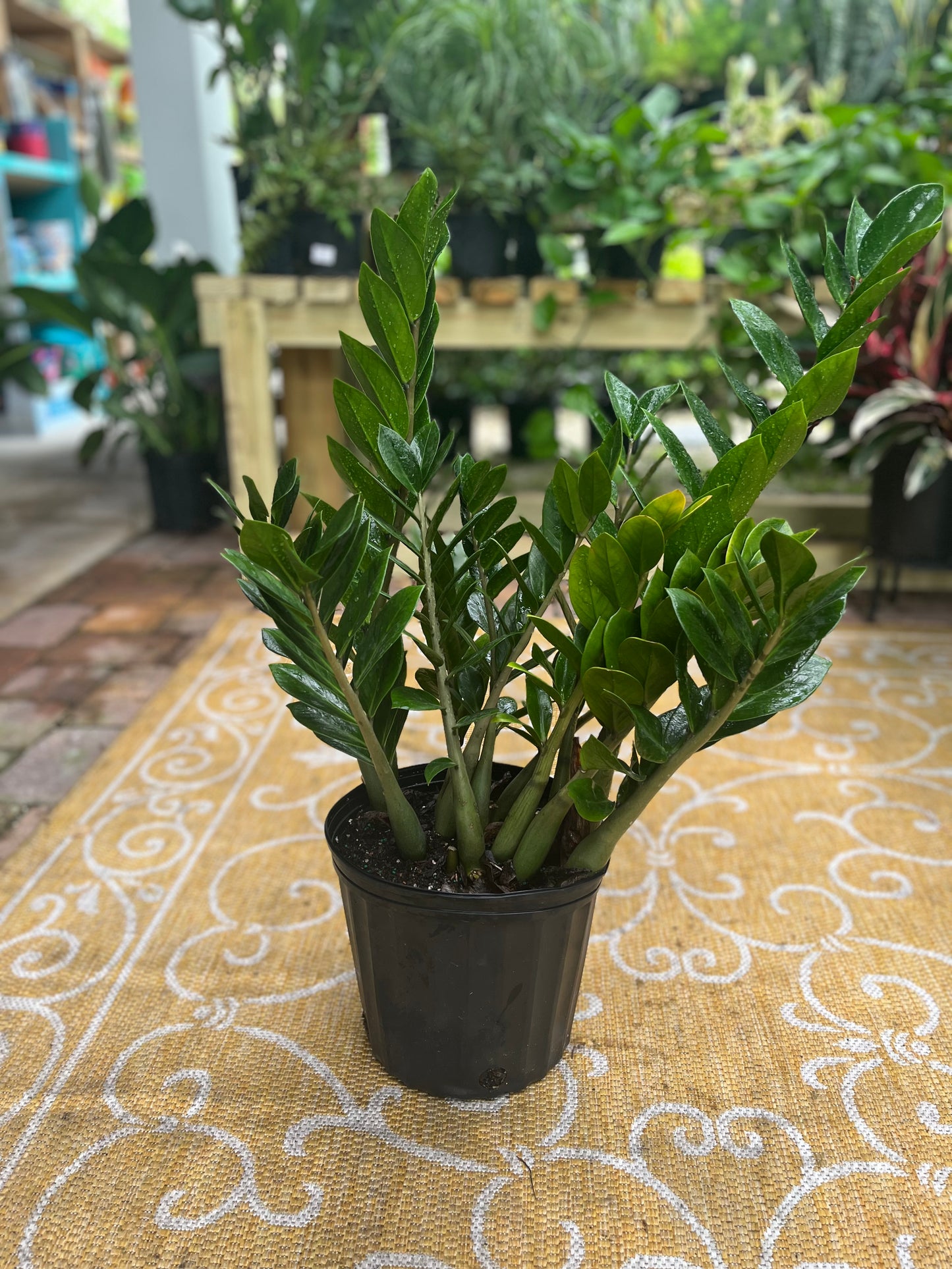 Z.Z. Plant-3gallon