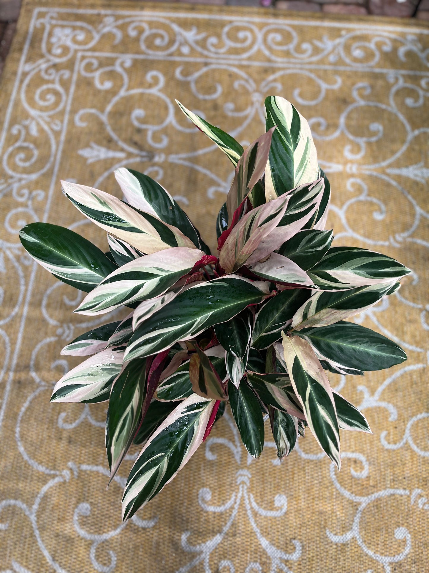 Stromanthe Triostar-3gallon CUSTOMER APPRECIATION SALE