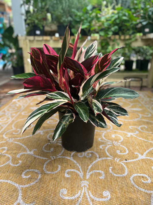 Stromanthe Triostar-3gallon CUSTOMER APPRECIATION SALE