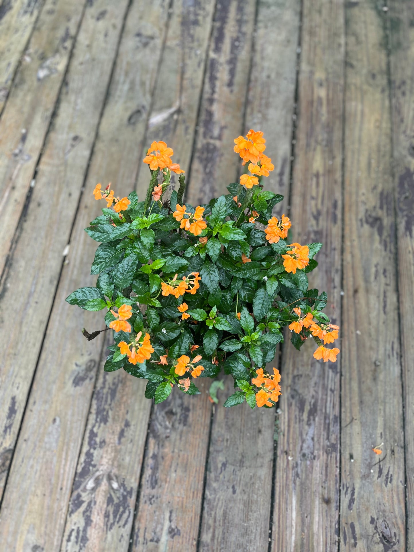 Crossandra Orange Marmalade-3gallon CUSTOMER APPRECIATION SALE