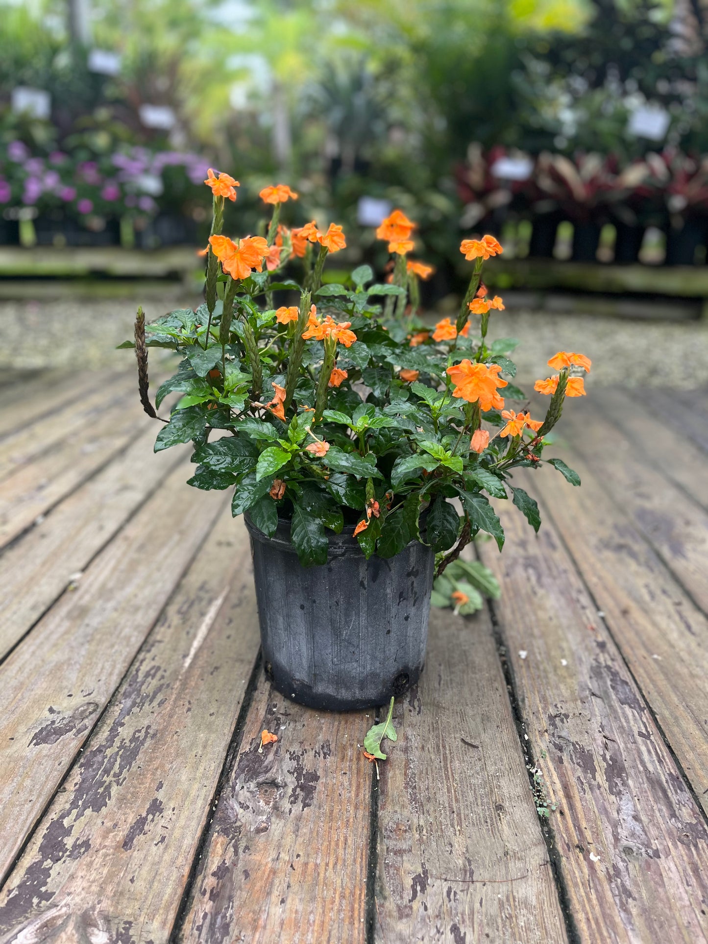 Crossandra Orange Marmalade-3gallon CUSTOMER APPRECIATION SALE