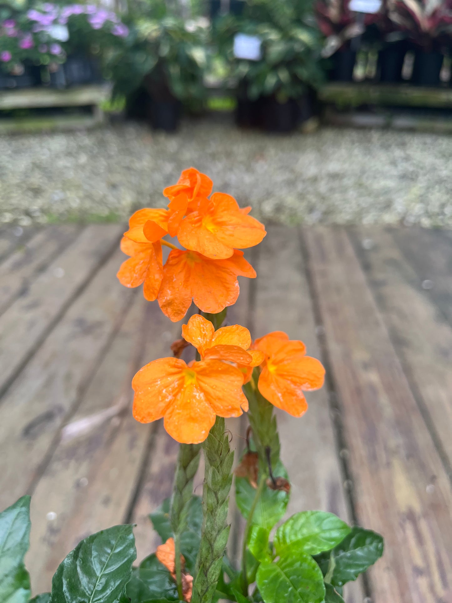 Crossandra Orange Marmalade-3gallon CUSTOMER APPRECIATION SALE