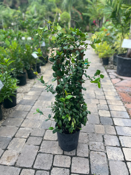 Confederate Jasmine Trellis-3gallon CUSTOMER APPRECIATION SALE