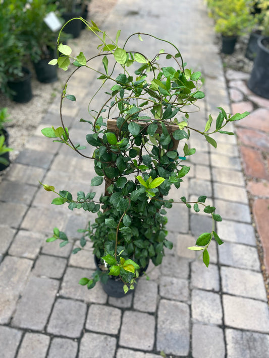 Confederate Jasmine Trellis-3gallon CUSTOMER APPRECIATION SALE