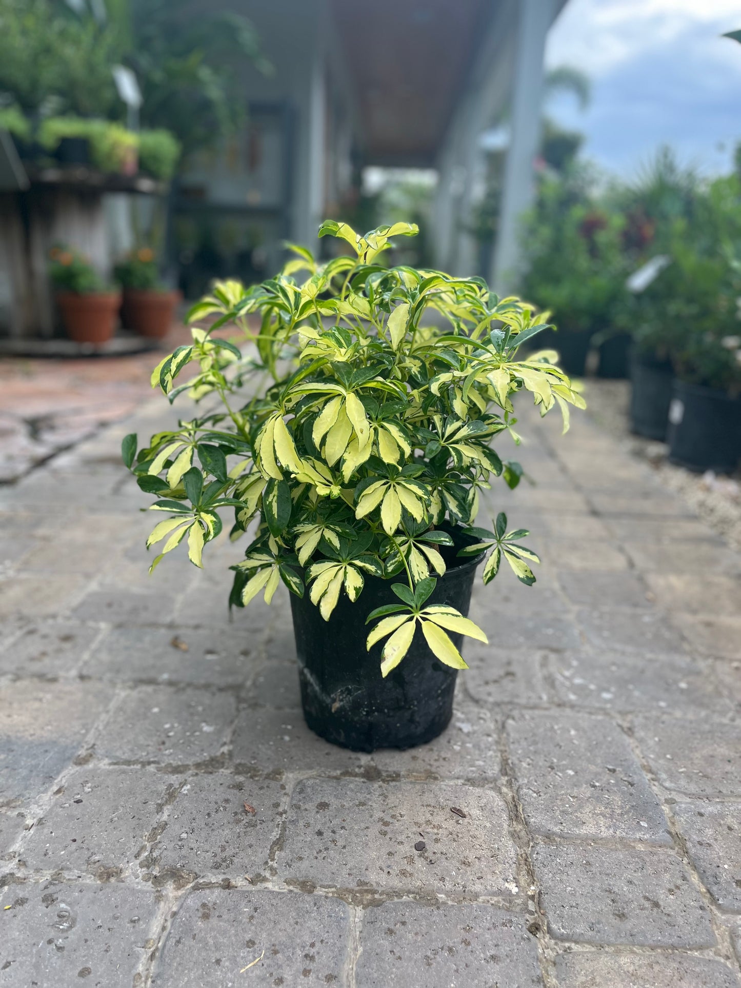 Arboricola Trinette-3gallon CUSTOMER APPRECIATION SALE