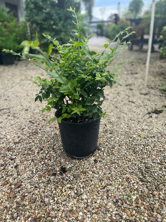 Downey Jasmine-3gallon CUSTOMER APPRECIATION SALE