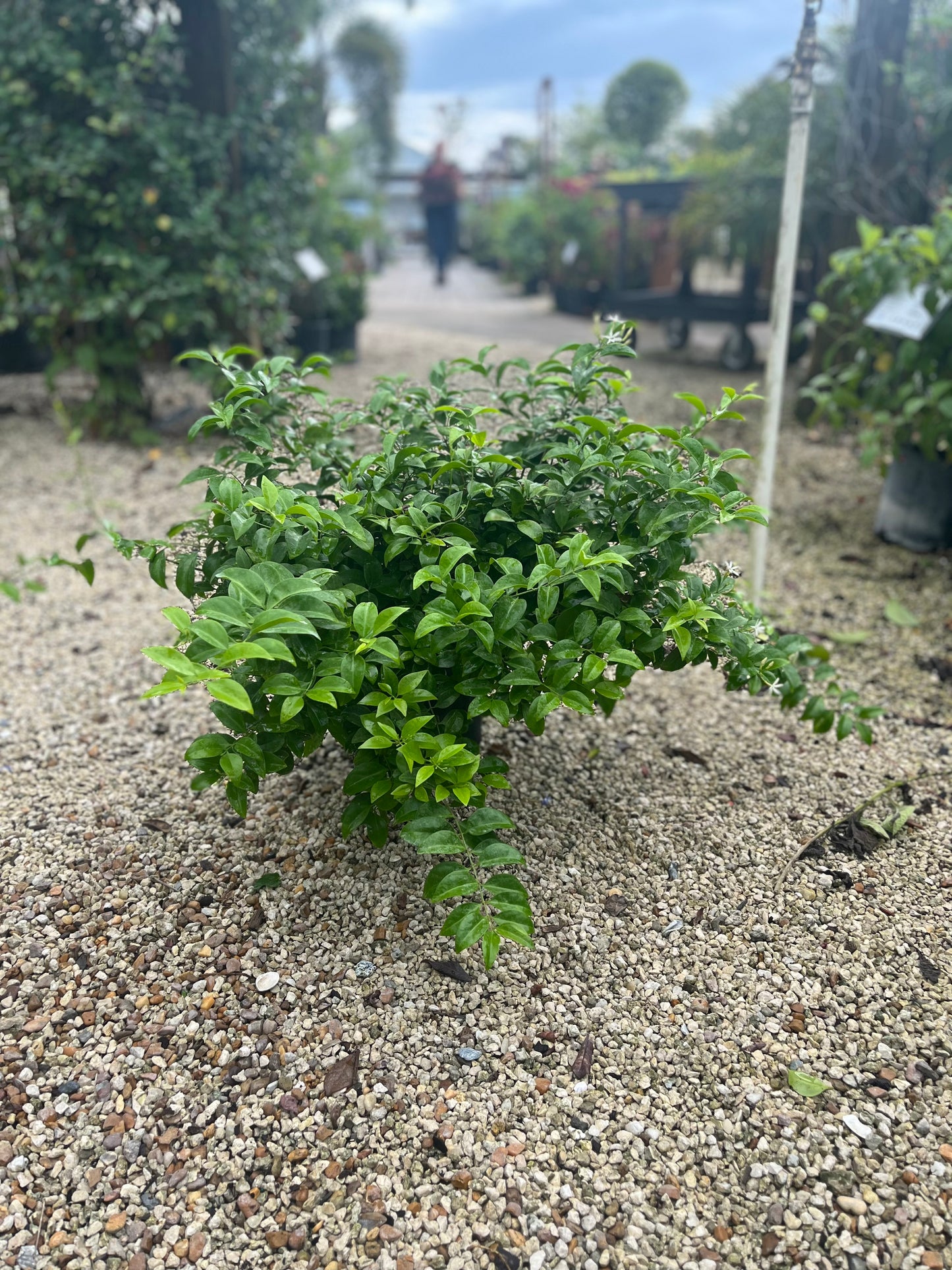 Wax Jasmine-3gallon CUSTOMER APPRECIATION SALE