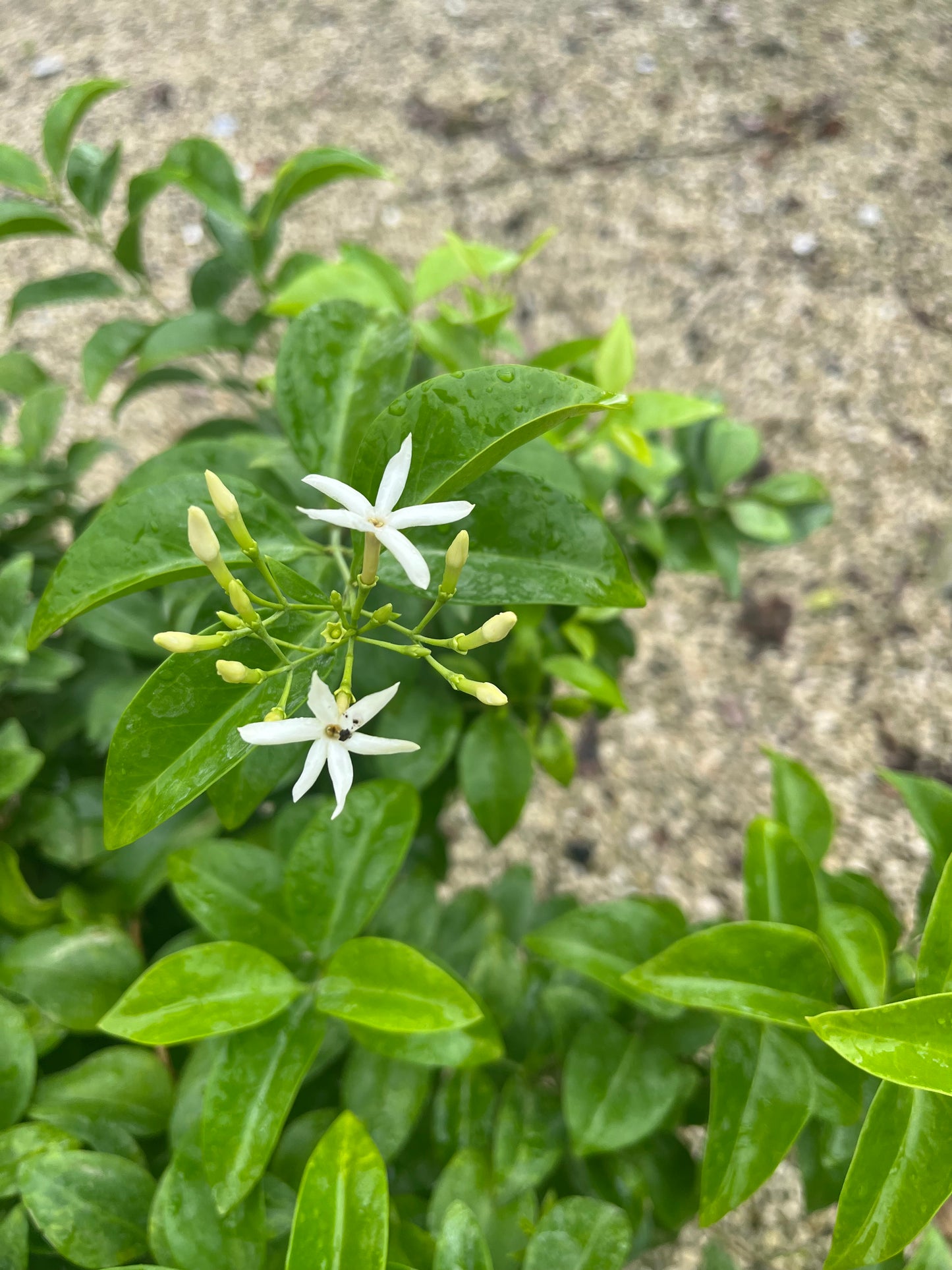 Wax Jasmine-3gallon CUSTOMER APPRECIATION SALE