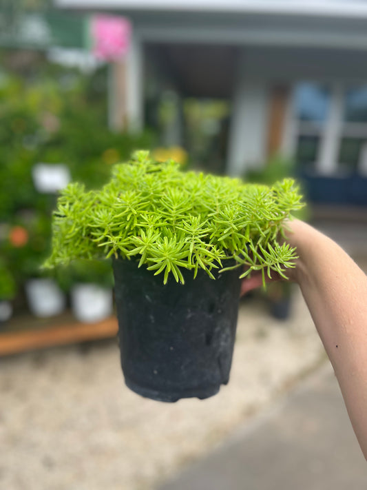 Sedum Lemon Coral-1gallon CUSTOMER APPRECIATION SALE