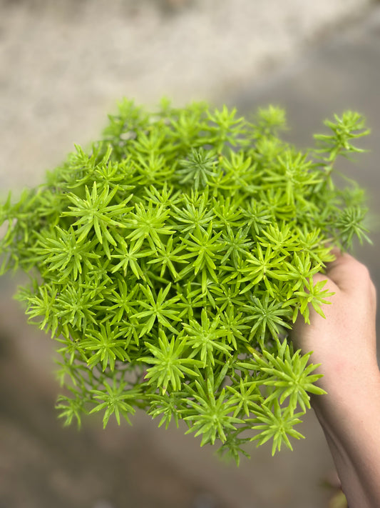 Sedum Lemon Coral-1gallon CUSTOMER APPRECIATION SALE
