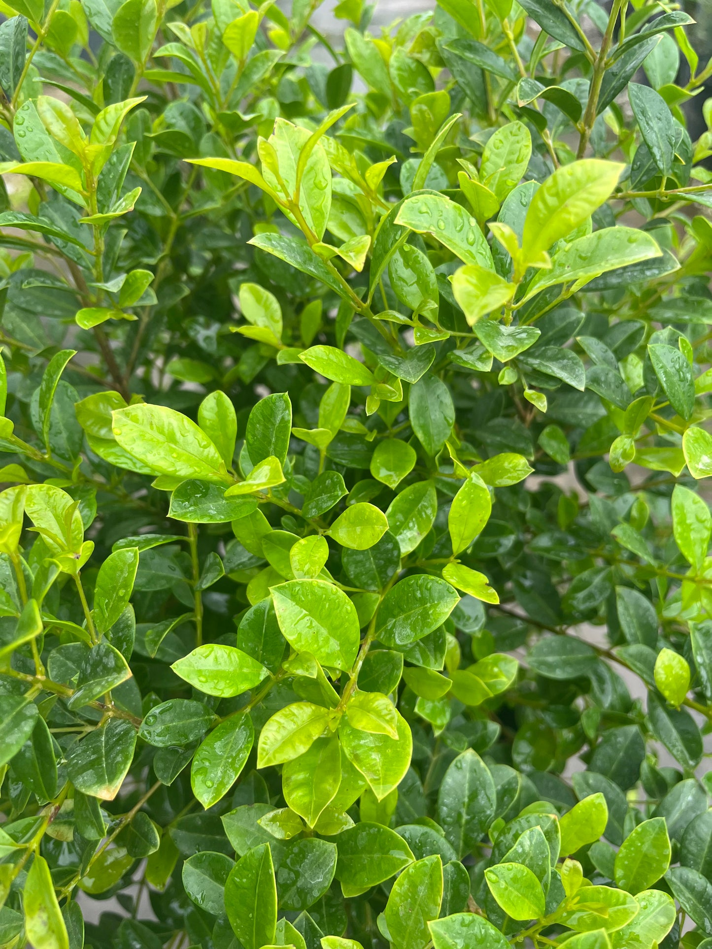 Eugenia Bush-3gallon CUSTOMER APPRECIATION SALE