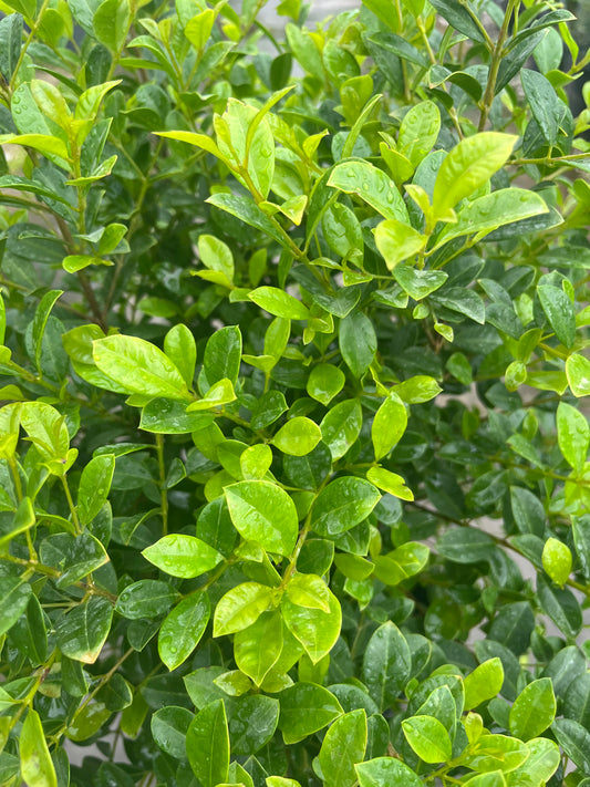 Eugenia Bush-3gallon CUSTOMER APPRECIATION SALE