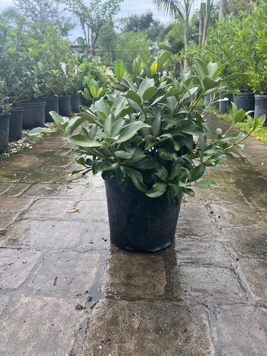 Indian Hawthorn-3gallon CUSTOMER APPRECIATION SALE