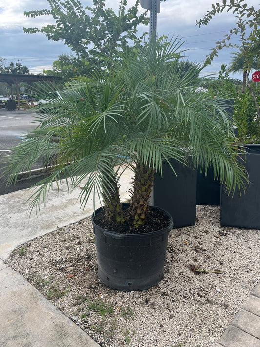 Triple Pygme Date Palm (Robelini)-25gallon CUSTOMER APPRECIATION SALE