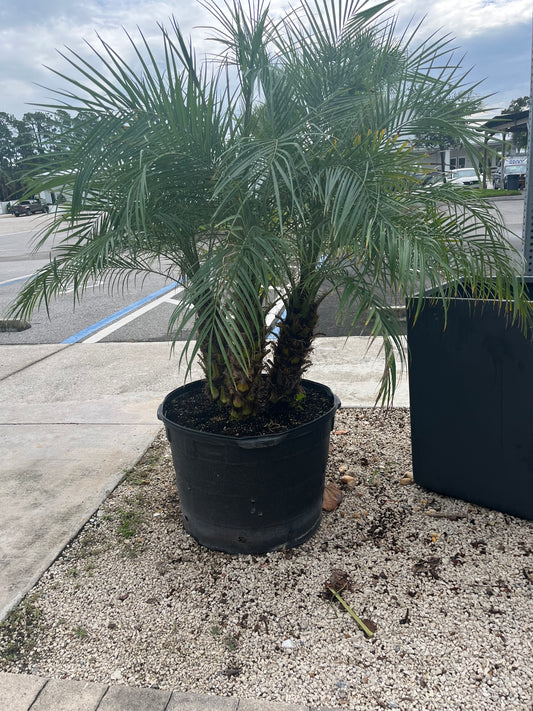 Triple Pygme Date Palm (Robelini)-25gallon CUSTOMER APPRECIATION SALE