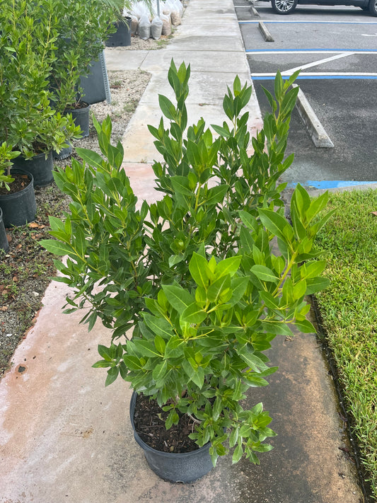 Green Buttonwood-7gallon CUSTOMER APPRECIATION SALE