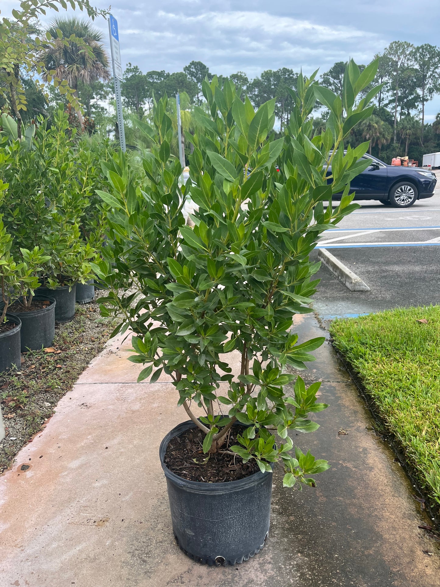 Green Buttonwood-7gallon LABOR DAY SALE