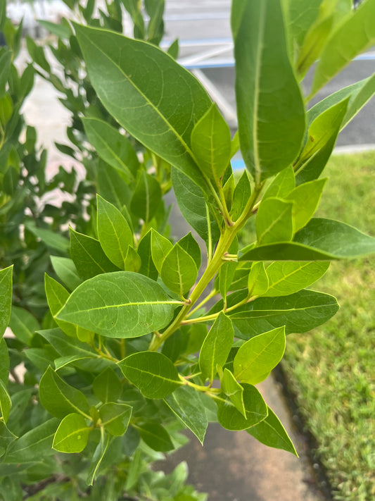 Green Buttonwood-7gallon CUSTOMER APPRECIATION SALE
