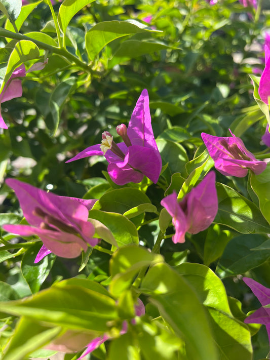 Bougainvillea "New River Purple"-3gallon CUSTOMER APPRECIATION SALE