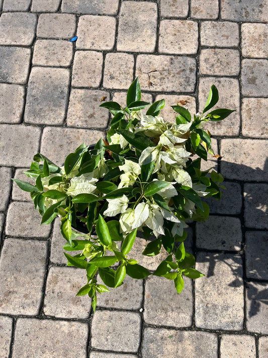 Bougainvillea "Alice White"-3gallon CUSTOMER APPRECIATION SALE