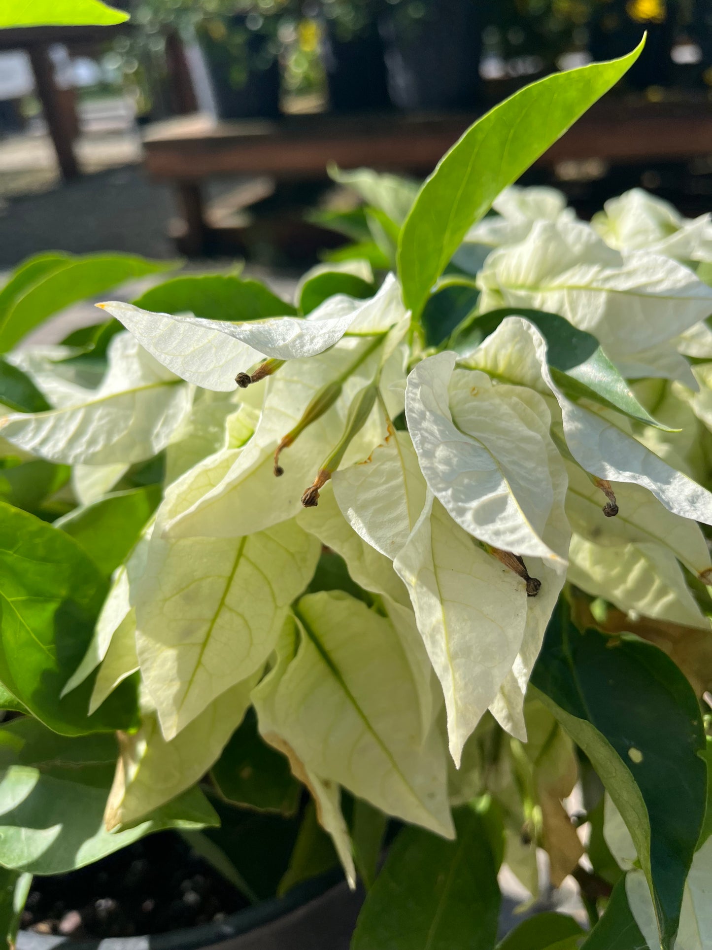 Bougainvillea "Alice White"-3gallon CUSTOMER APPRECIATION SALE