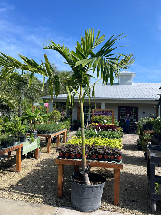 Alexander Solitare Palm-25gallon CUSTOMER APPRECIATION SALE