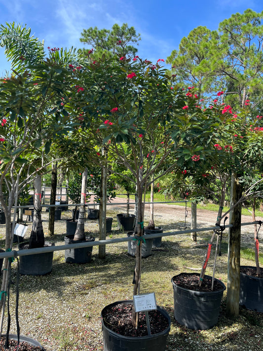 Jatropha Tree-25gallon CUSTOMER APPRECIATION SALE
