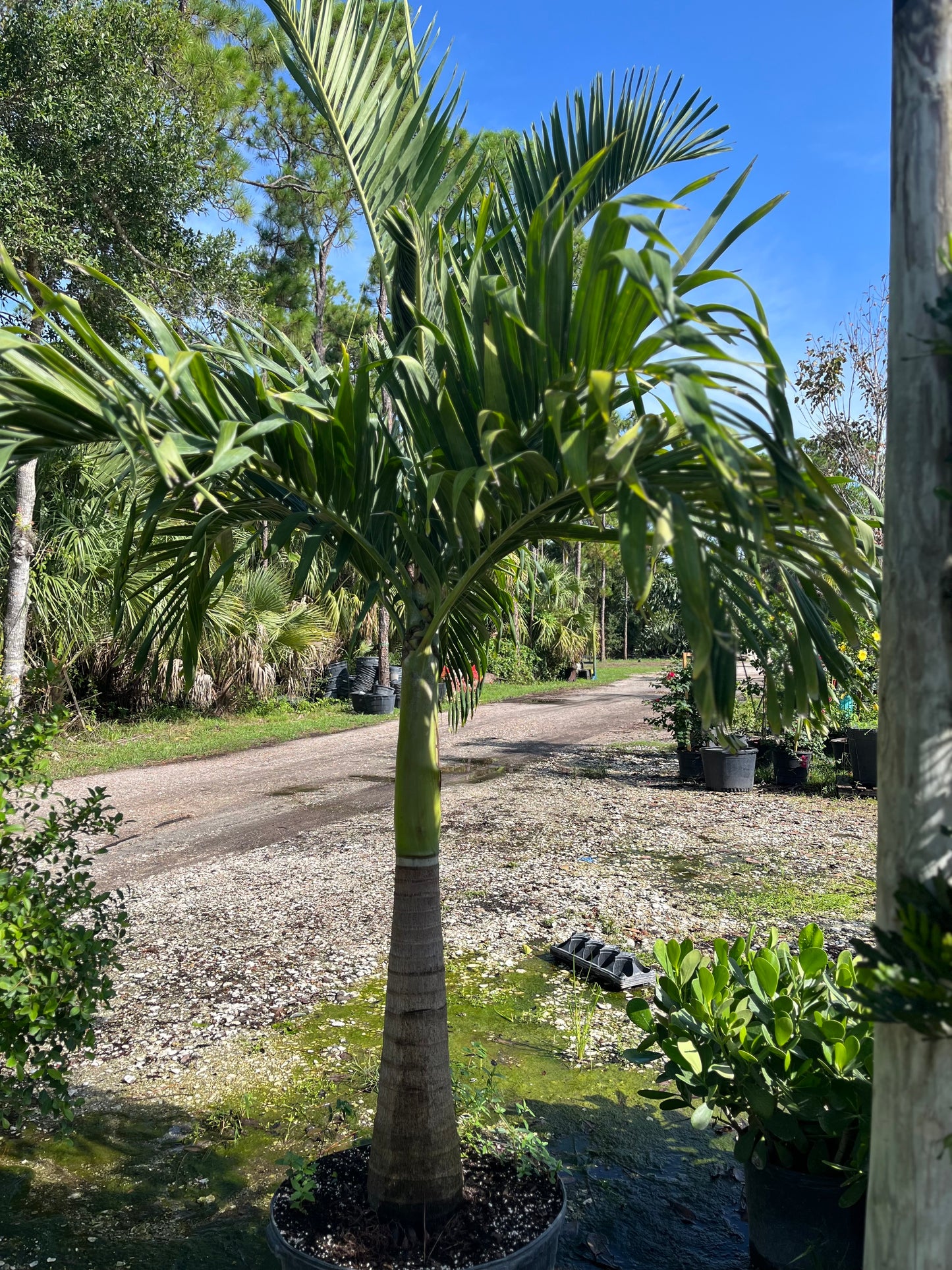 Single Christmas Palm-25gallon CUSTOMER APPRECIATION SALE