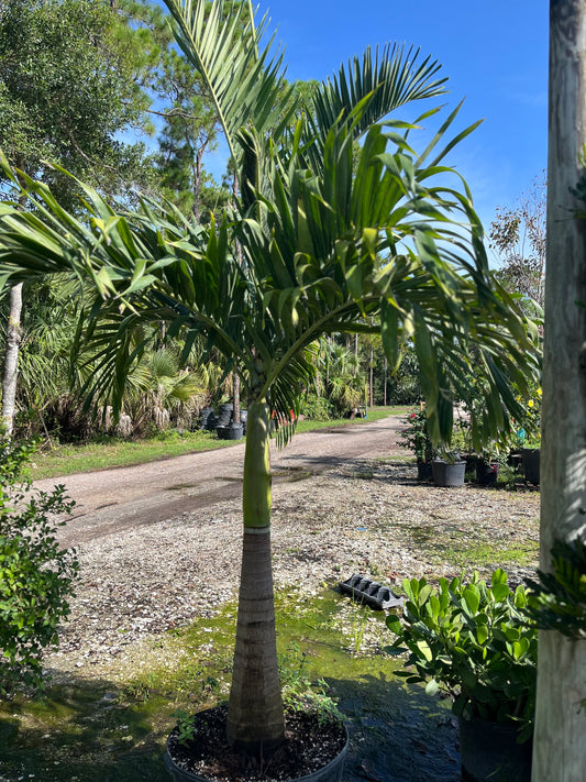 Single Christmas Palm-25gallon CUSTOMER APPRECIATION SALE