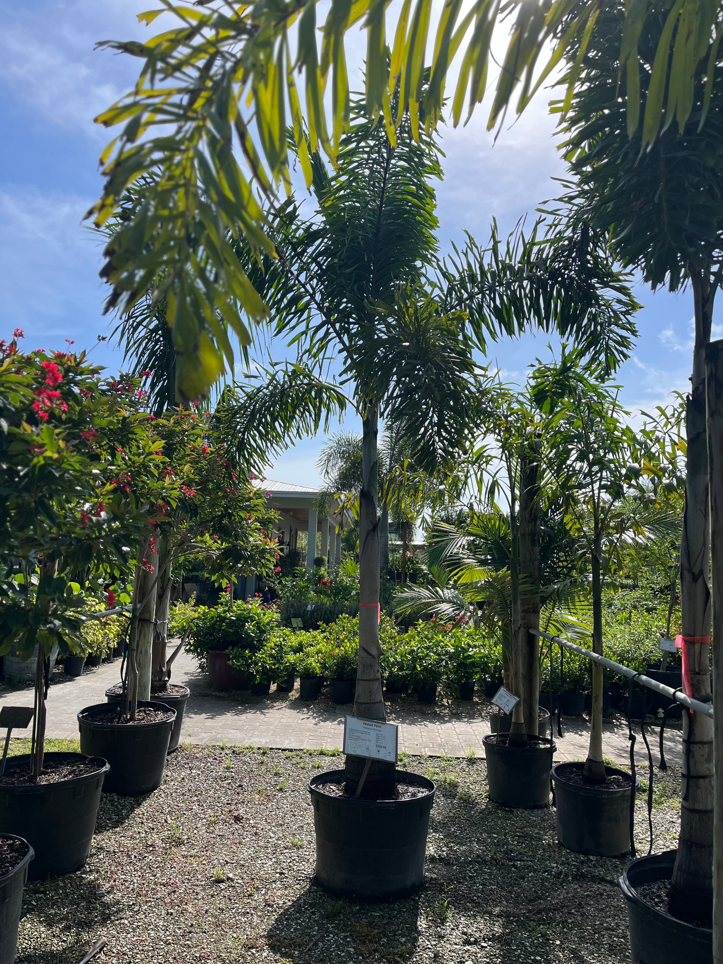 palm foxtail plant Single Foxtail Palm-25gallon – CW Willis Landscaping and Garden Center