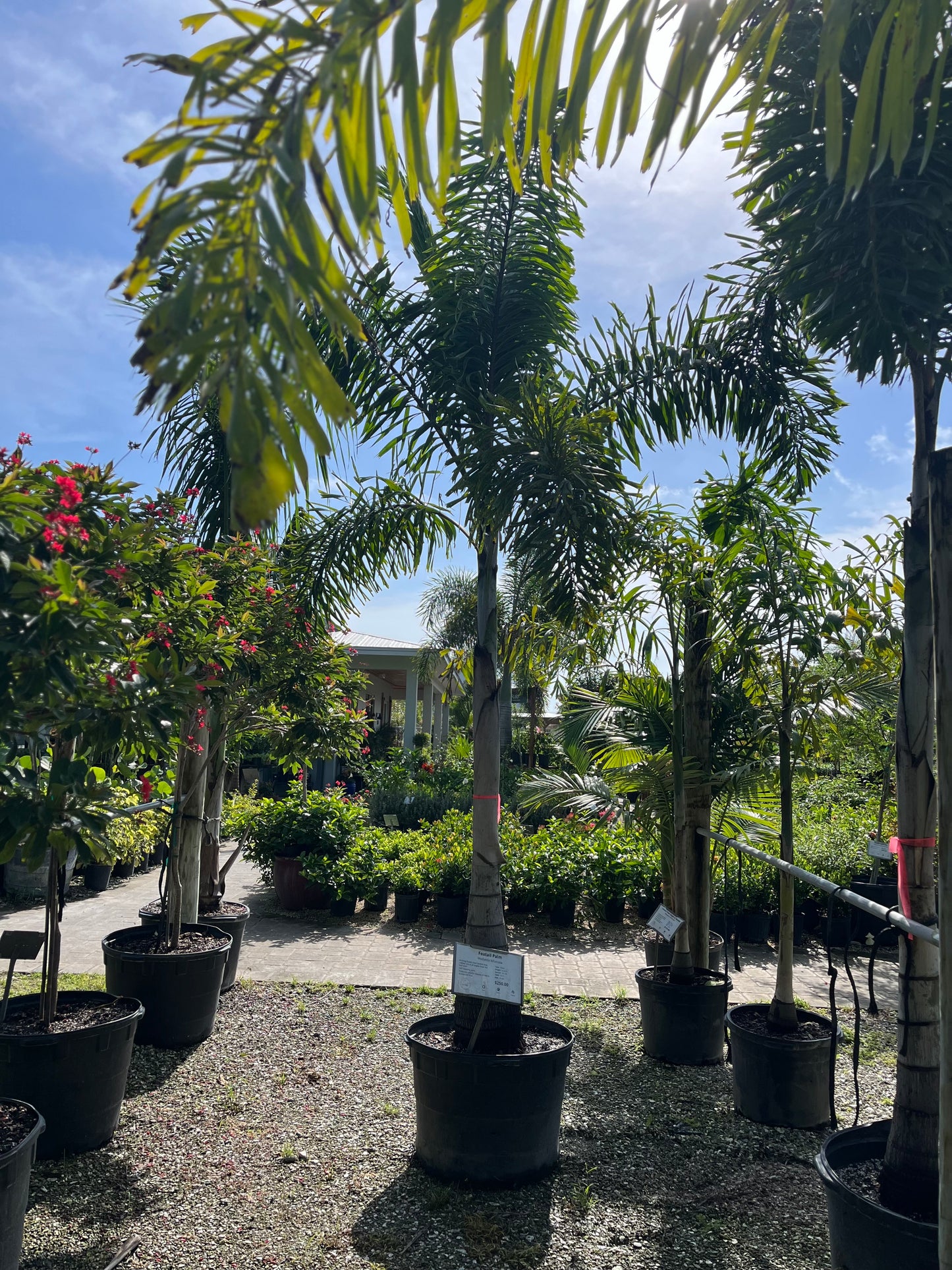 Single Foxtail Palm-25gallon CUSTOMER APPRECIATION SALE