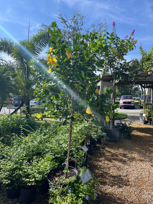 Hibiscus Tree-15gallon CUSTOMER APPRECIATION SALE